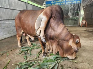 Owner Refuses 6 Billion VND Offer for Unique 'Lucky' Cow - image 6