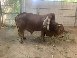 Owner Refuses 6 Billion VND Offer for Unique 'Lucky' Cow - image 1