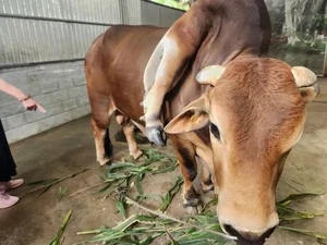 Owner Refuses 6 Billion VND Offer for Unique 'Lucky' Cow - image 4