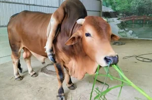 Owner Refuses 6 Billion VND Offer for Unique 'Lucky' Cow - image 9