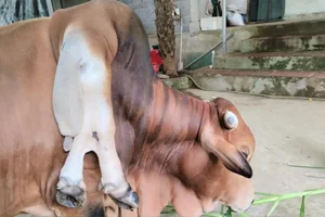 Owner Refuses 6 Billion VND Offer for Unique 'Lucky' Cow - image 5