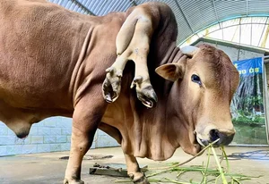 Owner Refuses 6 Billion VND Offer for Unique 'Lucky' Cow - image 3