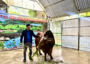 Owner Refuses 6 Billion VND Offer for Unique 'Lucky' Cow - image 7