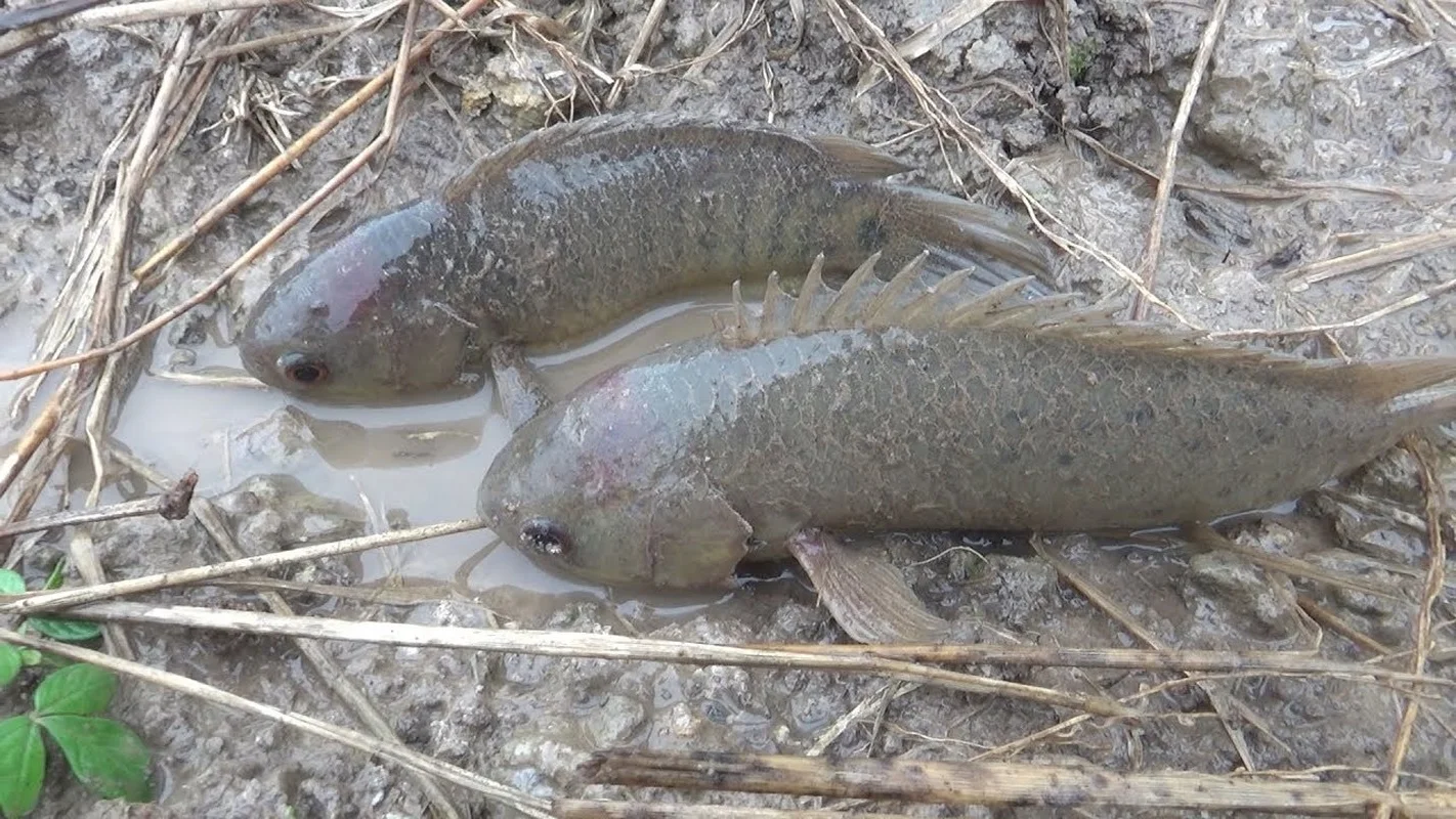 The Amazing Walking Mudskipper: From Strange Creature to Sold-Out Delicacy