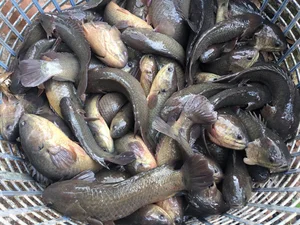 The Amazing Walking Mudskipper: From Strange Creature to Sold-Out Delicacy - image 1