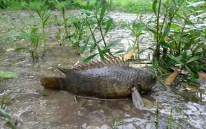 The Amazing Walking Mudskipper: From Strange Creature to Sold-Out Delicacy - image 5