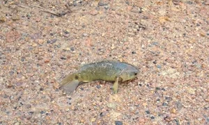 The Amazing Walking Mudskipper: From Strange Creature to Sold-Out Delicacy - image 8