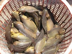The Amazing Walking Mudskipper: From Strange Creature to Sold-Out Delicacy - image 3
