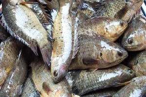 The Amazing Walking Mudskipper: From Strange Creature to Sold-Out Delicacy - image 6