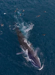 Spectacular Whale-Shaped Natural Phenomenon Stuns Residents in Gia Lai - image 5