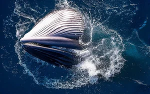 Spectacular Whale-Shaped Natural Phenomenon Stuns Residents in Gia Lai - image 1