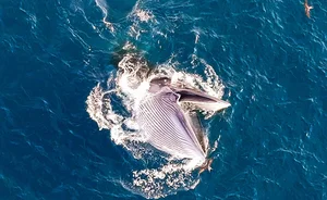 Spectacular Whale-Shaped Natural Phenomenon Stuns Residents in Gia Lai - image 6