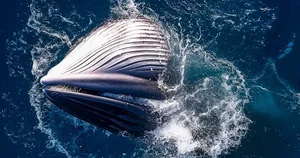 Spectacular Whale-Shaped Natural Phenomenon Stuns Residents in Gia Lai - image 3