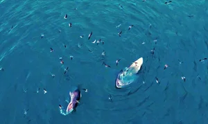 Spectacular Whale-Shaped Natural Phenomenon Stuns Residents in Gia Lai - image 0