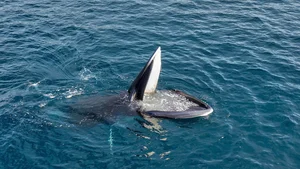 Spectacular Whale-Shaped Natural Phenomenon Stuns Residents in Gia Lai - image 8
