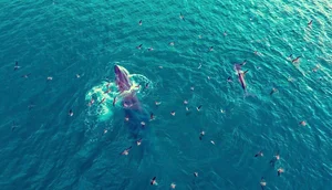 Spectacular Whale-Shaped Natural Phenomenon Stuns Residents in Gia Lai - image 2