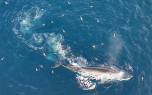Spectacular Whale-Shaped Natural Phenomenon Stuns Residents in Gia Lai - image 4