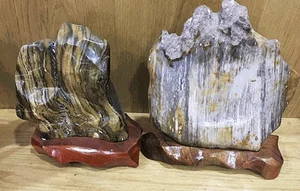 A Lucky Find: The Mystery Behind the Rare Log Discovered in the Forest - image 4