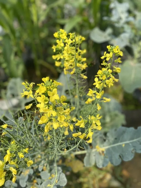 Creative DIY Broccoli Flower Arrangements: The Surprising Home Decor Trend Taking Over