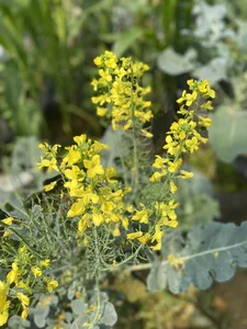Creative DIY Broccoli Flower Arrangements: The Surprising Home Decor Trend Taking Over - image 0