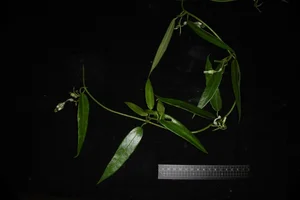 New Plant Species Discovered in An Toan Nature Reserve, Vietnam - image 3