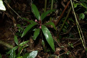 New Plant Species Discovered in An Toan Nature Reserve, Vietnam - image 0