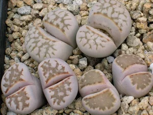 New Plant Species Discovered in An Toan Nature Reserve, Vietnam - image 2
