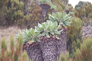 The 9-Meter Wonder: Discovering the Resilient Tree Thriving in Extreme Climates - image 3