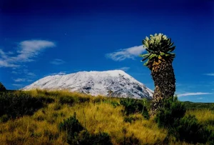 The 9-Meter Wonder: Discovering the Resilient Tree Thriving in Extreme Climates - image 8