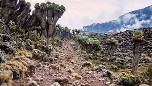 The 9-Meter Wonder: Discovering the Resilient Tree Thriving in Extreme Climates - image 4