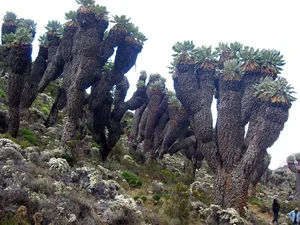 The 9-Meter Wonder: Discovering the Resilient Tree Thriving in Extreme Climates - image 10
