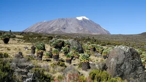 The 9-Meter Wonder: Discovering the Resilient Tree Thriving in Extreme Climates - image 5