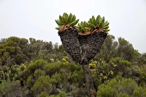 The 9-Meter Wonder: Discovering the Resilient Tree Thriving in Extreme Climates - image 2