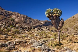 The 9-Meter Wonder: Discovering the Resilient Tree Thriving in Extreme Climates - image 0