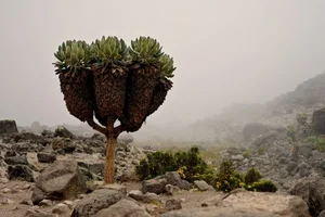 The 9-Meter Wonder: Discovering the Resilient Tree Thriving in Extreme Climates - image 7