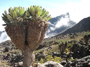 The 9-Meter Wonder: Discovering the Resilient Tree Thriving in Extreme Climates - image 9