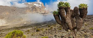 The 9-Meter Wonder: Discovering the Resilient Tree Thriving in Extreme Climates - image 1