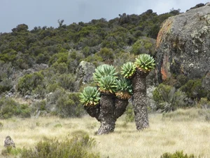 The 9-Meter Wonder: Discovering the Resilient Tree Thriving in Extreme Climates - image 11