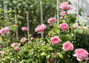 Inside the Fairy-Tale Garden Villa of Vietnamese MC Quyen Linh - image 10