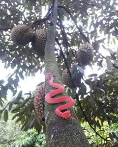 Innovative Anti-Theft Methods During Record-High Agricultural Prices - image 6