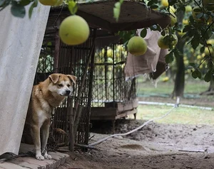 Innovative Anti-Theft Methods During Record-High Agricultural Prices - image 8