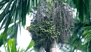 Innovative Anti-Theft Methods During Record-High Agricultural Prices - image 0