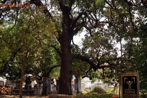 Exploring the History of the Most Famous Ancient Temple in Phu Yen - image 5
