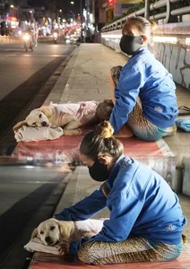 Heartwarming Photos: Street Dogs and Their Owners in Saigon - image 5