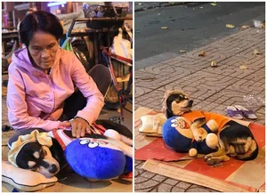Heartwarming Photos: Street Dogs and Their Owners in Saigon - image 4