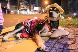 Heartwarming Photos: Street Dogs and Their Owners in Saigon - image 0