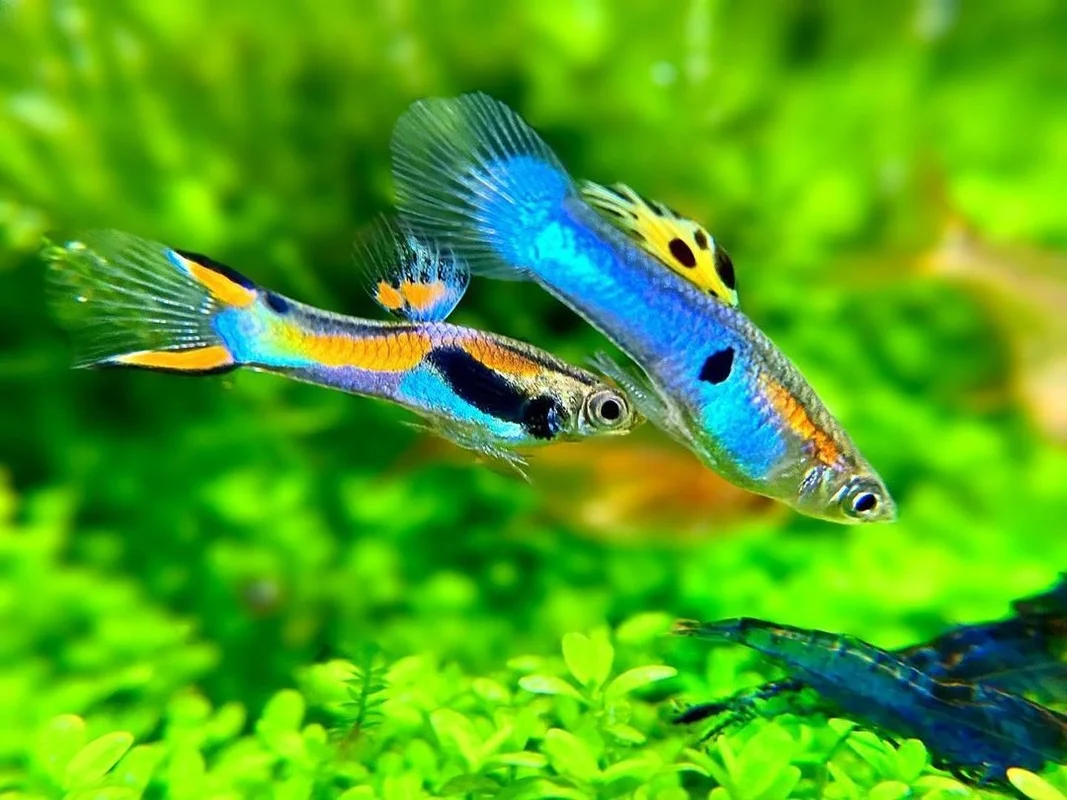 15 Fascinating Facts About Guppies Every Aquarium Enthusiast Should Know