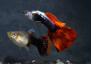 15 Fascinating Facts About Guppies Every Aquarium Enthusiast Should Know - image 11