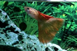 15 Fascinating Facts About Guppies Every Aquarium Enthusiast Should Know - image 6