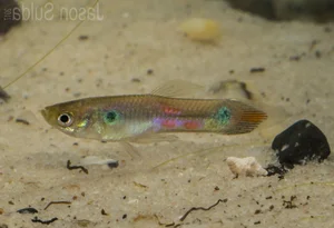 15 Fascinating Facts About Guppies Every Aquarium Enthusiast Should Know - image 2